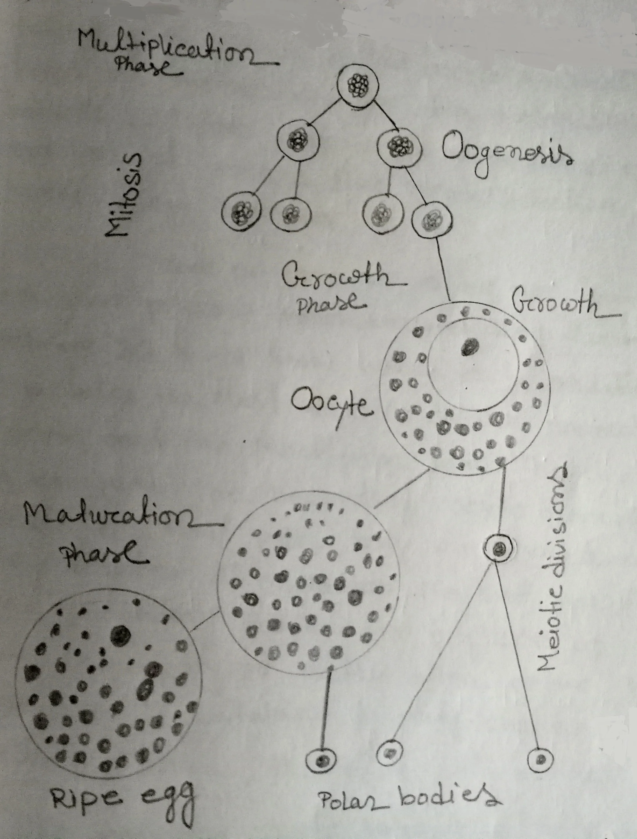 Stages in Oogenesis