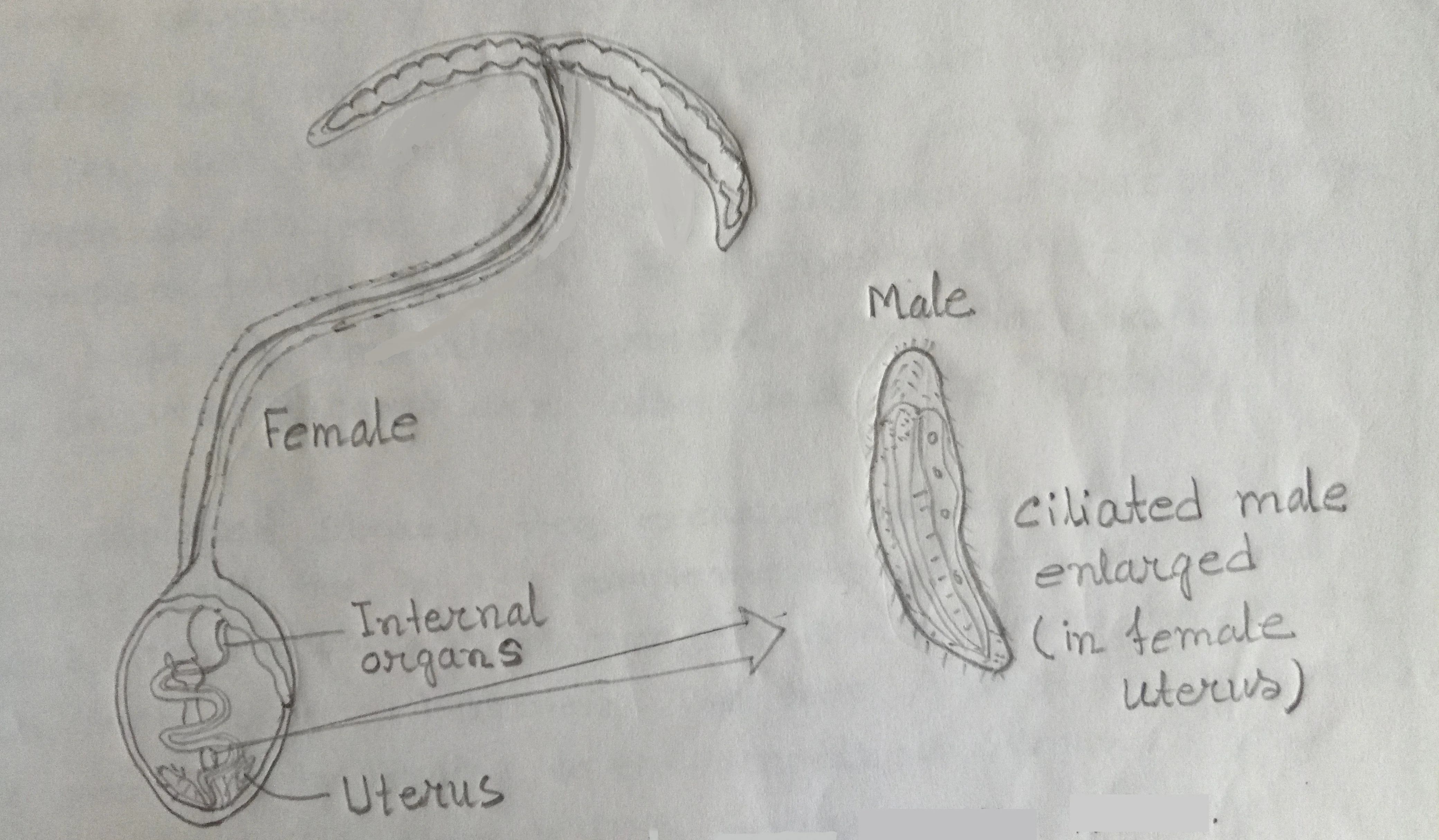 The female & male of the marine worm Bonellia Viridis The female & male of the marine worm Bonellia Viridis