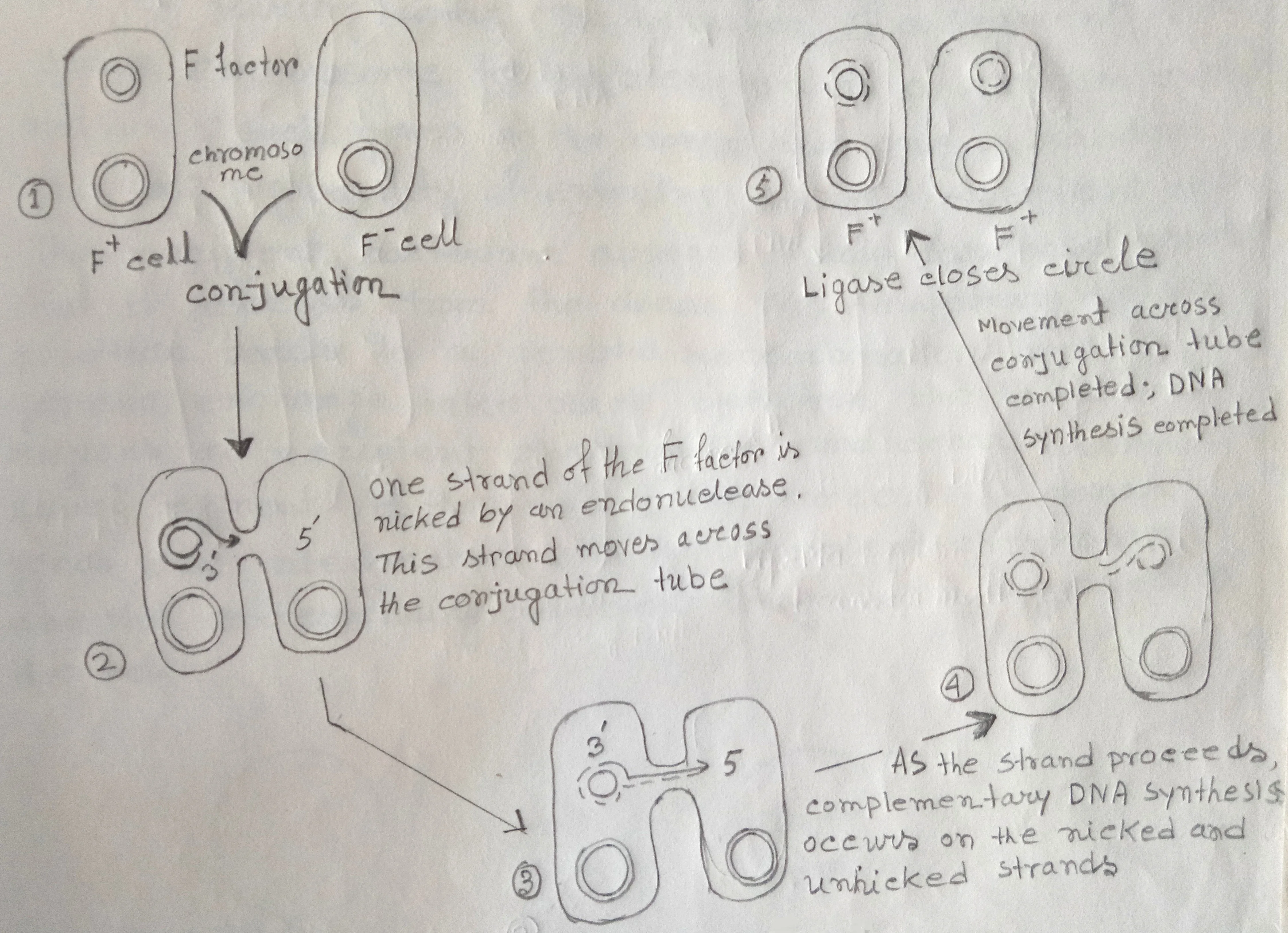 The transfer of FDNA to F- cell