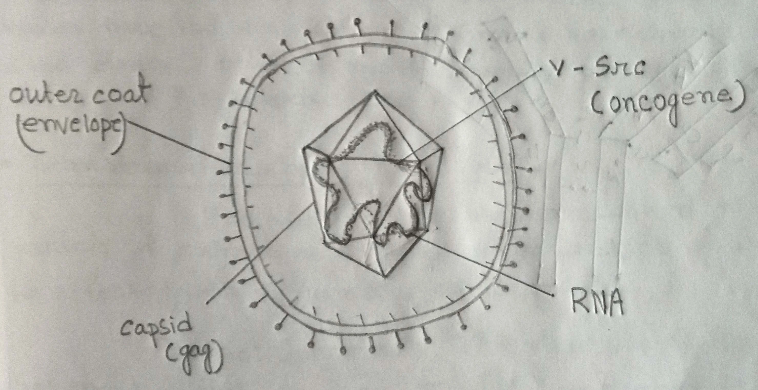 Diagram of an RNA virus