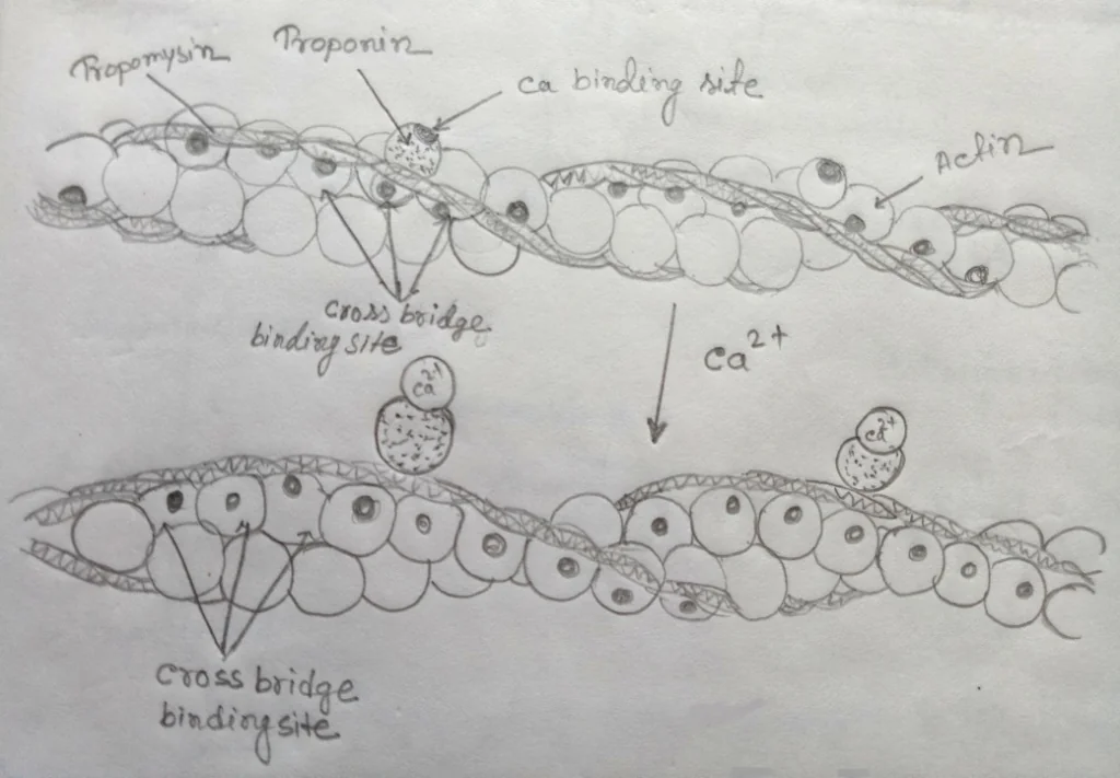 Control of contraction by calcium ion
